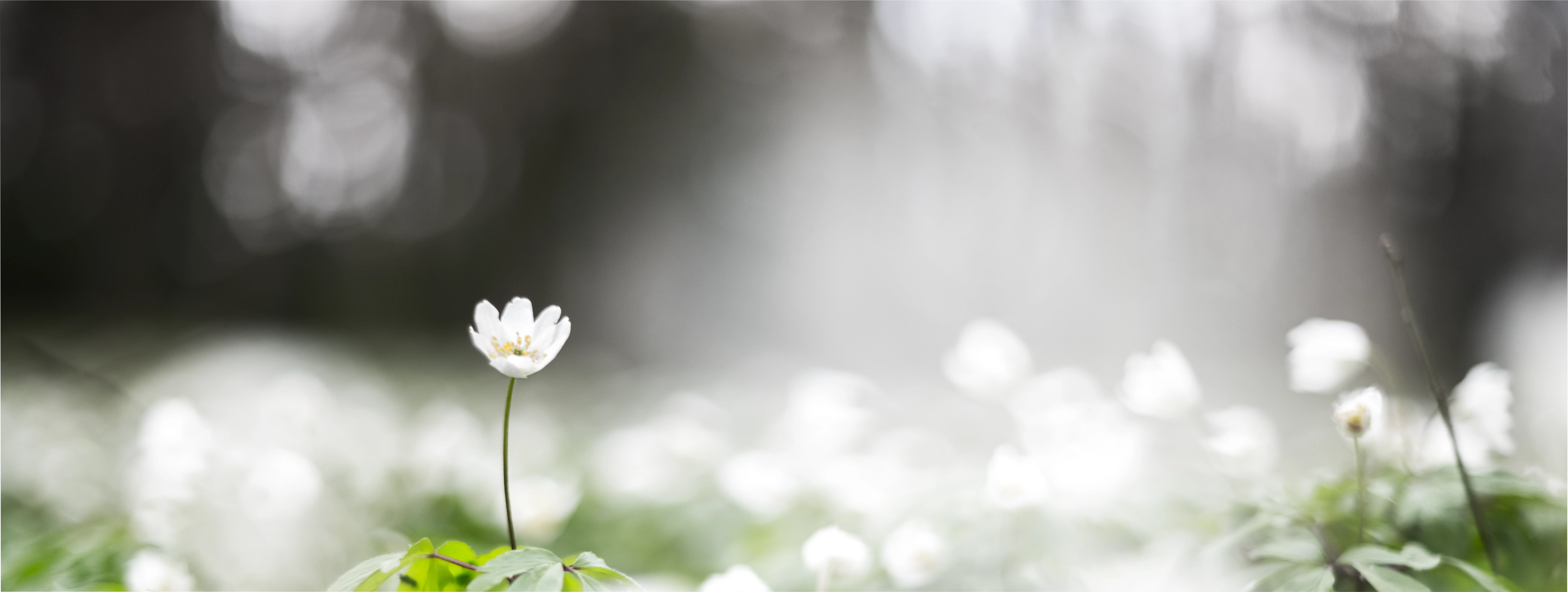 花の画像