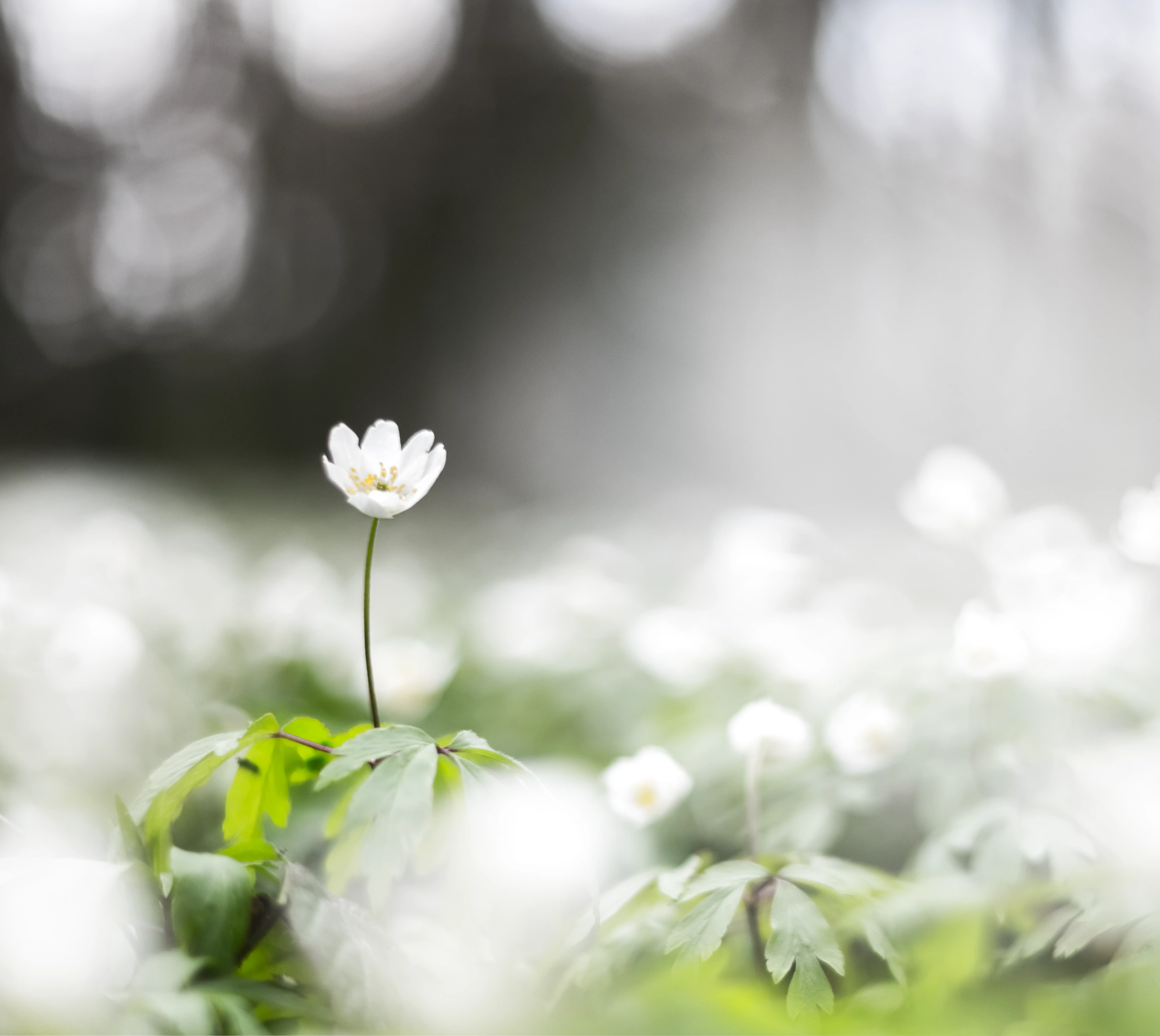 花の画像